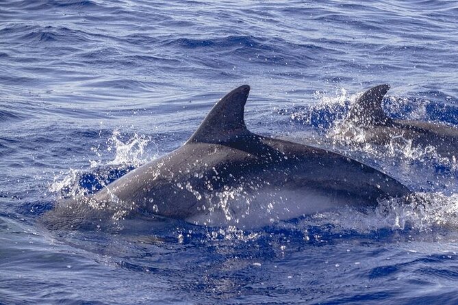 Sighting DE Marine Mammals and Snorkeling - The Sum Up: Is It Worth It?