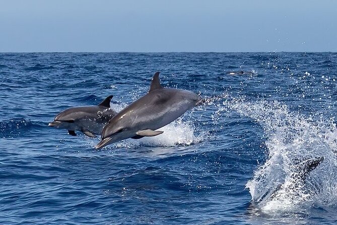 Sighting DE Marine Mammals and Snorkeling - Discover the Marine Wonders of Huatulco with Snorkeling and Whale Watching