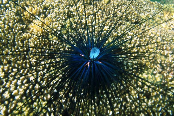 Premium Family Snorkeling Experience - What to Expect During the Tour