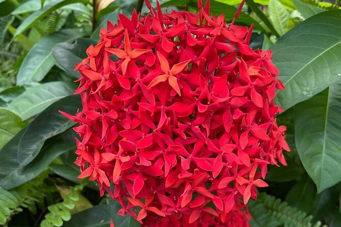 Tour to Fern Gully and Konoko Falls and Park - A Closer Look at the Tour Experience