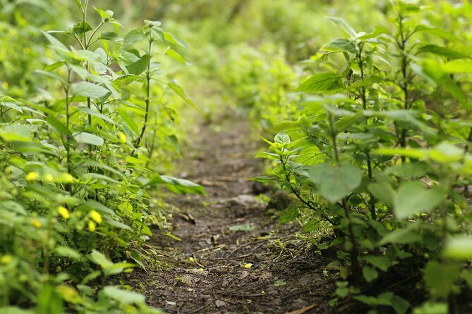 Coffee Farm Hike Through Jamaica Blue Mountains from Ocho Rios - What to Expect from the Coffee Farm Hike