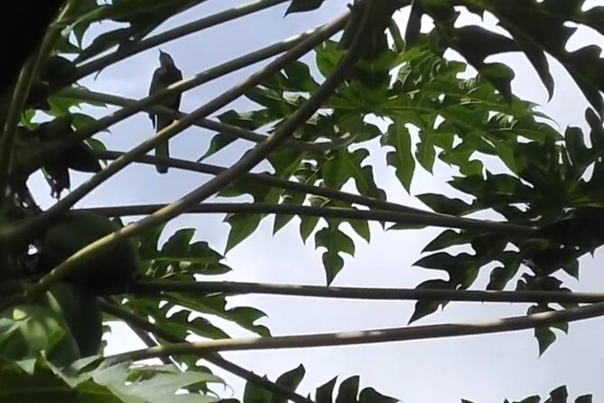 Blue Mountain Sight-Seeing & Nature Trail Hike with Private Guide - The Sum Up