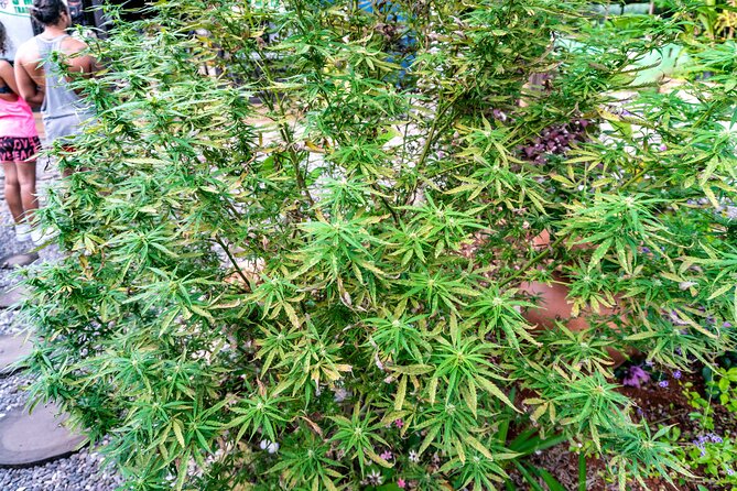 The Essential Bob Marley Tour: Visit His Home and more - The Sum Up