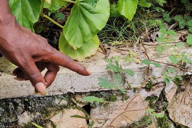 Spanish, French Full Day Tour in St Ann, Jamaica - FAQ: Your Practical Questions Answered