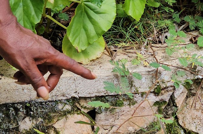 Spanish, French Full Day Tour in St Ann, Jamaica - Final Thoughts