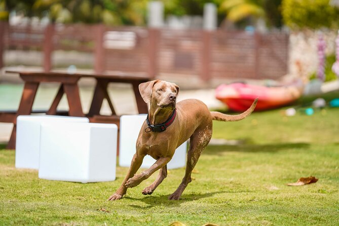 Ocho Rios Gourmet Jamaican Food and Private Beach Experience - The Sum Up