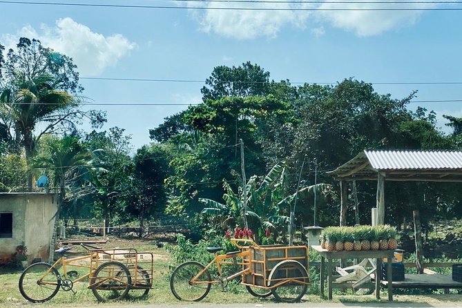 Chacchoben Mayan Ruins and Mayan Experience Tour from Costa Maya - Who Will Love This Tour?