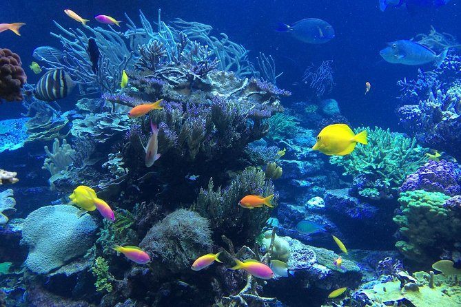 Falmouth Shore Excursion: Private Snorkel Tour - Key Points