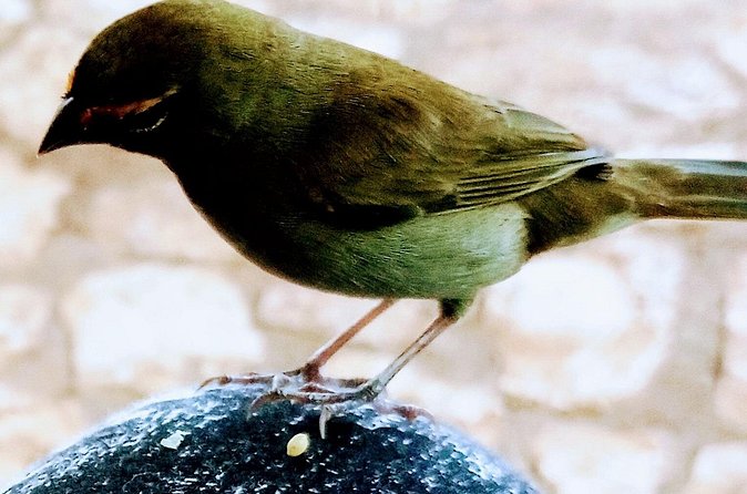 Private Rockland Bird Sanctuary Tour from Falmouth - FAQ