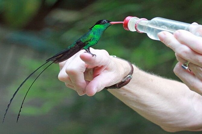 Private Rockland Bird Sanctuary Tour from Falmouth - An Authentic Birdwatching Experience in the Jamaican Hills