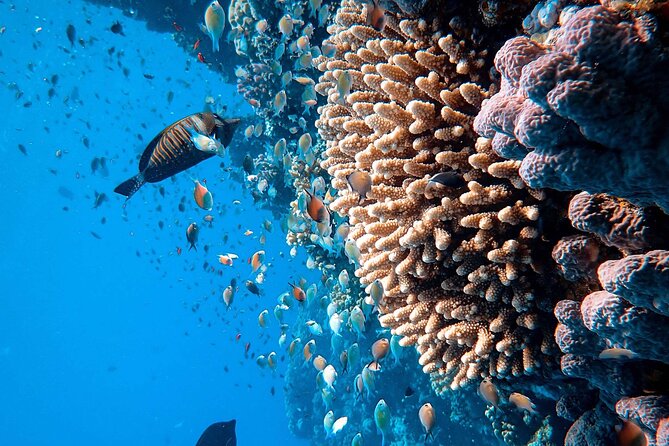 Margaritaville/Jeski Tour or Snorkeling in Montego Bay - The Reef and Fish Experience