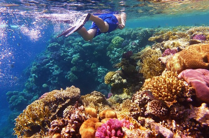 Margaritaville/Jeski Tour or Snorkeling in Montego Bay - Considerations