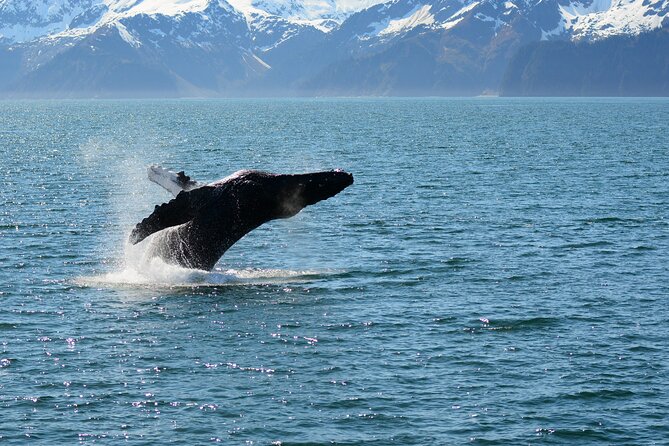 Half day Spring Resurrection Bay & Wildlife Tour from Seward - Key Points