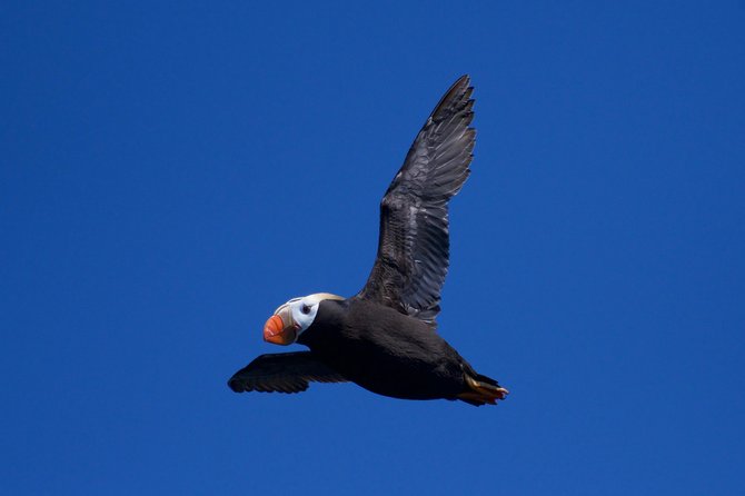 Full-Day Kenai Fjords National Park Northwestern Cruise - Diving Into the Itinerary