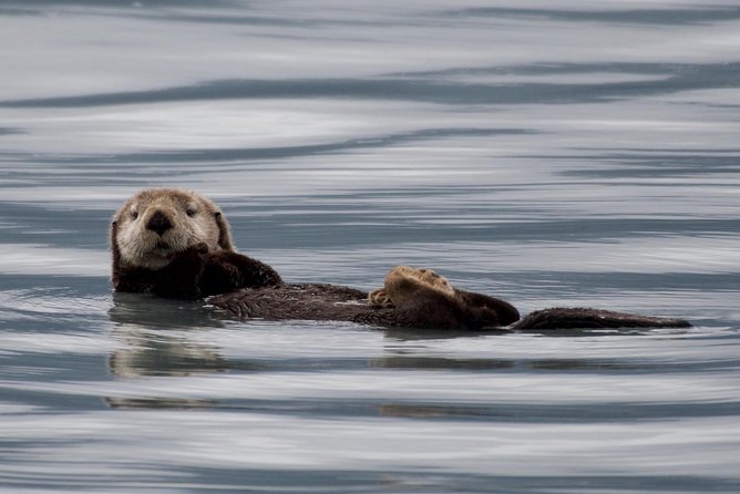 Full-Day Kenai Fjords National Park Northwestern Cruise - Food, Comfort, and Practical Details