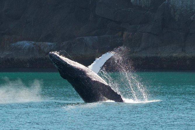 Full-Day Kenai Fjords National Park Northwestern Cruise - The Sum Up