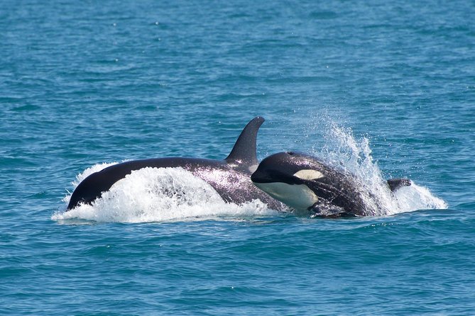 Full-Day Kenai Fjords National Park Northwestern Cruise - The Guide and Crew Experience