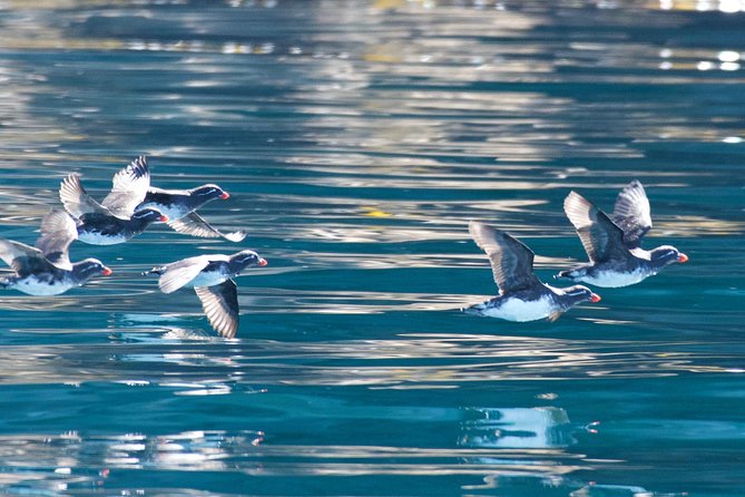 Full-Day Kenai Fjords National Park Northwestern Cruise - Who Would Love This Tour?