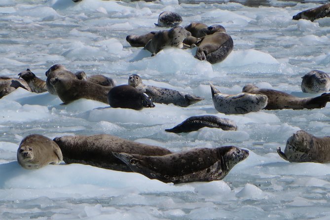 Full-Day Kenai Fjords National Park Northwestern Cruise - The Price and Value