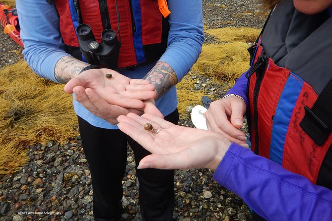 Sea Kayak to an Island Tour in Casco Bay - Exploring the Casco Bay Kayak Tour in Detail