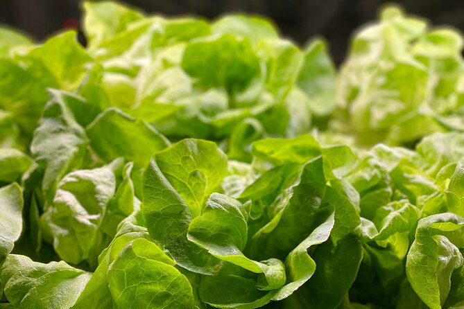 Charleston Farm-to-Table Food Tour and Chef's Challenge - The Sum Up