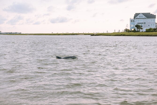 Private Charleston Dolphin Tour - Key Points