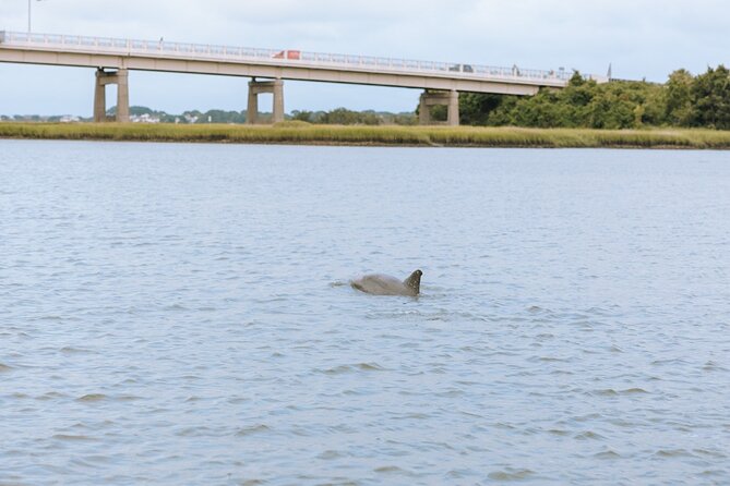 Private Charleston Dolphin Tour - Authentic Feedback from Travelers