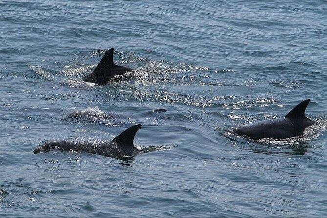 Private Charleston Dolphin Tour - FAQs