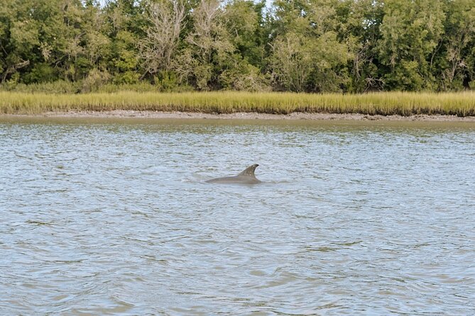Private Charleston Dolphin Tour - Experience the Charm of Charleston on a Private Dolphin Tour