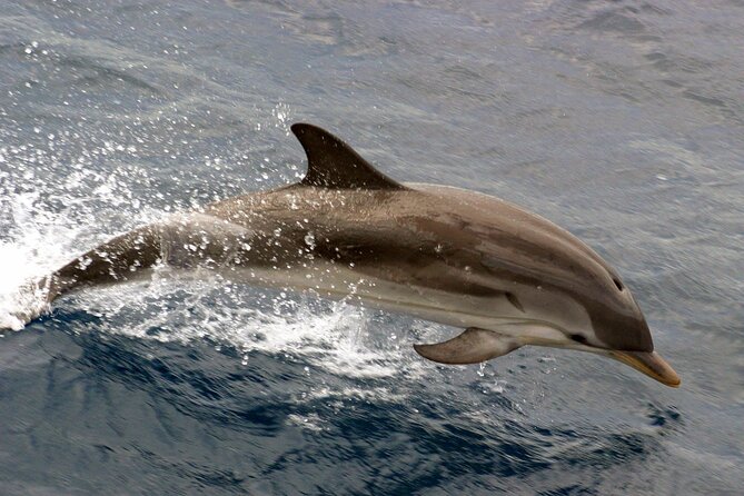 1.5-Hour Charleston Harbor Cruise with Live Narration - The Experience in Detail