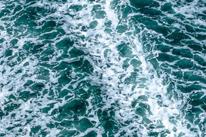 Port Townsend Wildlife Watching Cruise - Scenic Views and Wildlife in Their Element