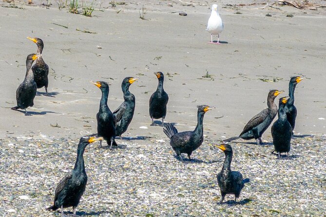 Port Townsend Wildlife Watching Cruise - Setting Out from Port Angeles’ Scenic Pier