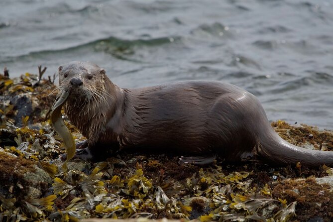 Port Townsend Wildlife Watching Cruise - Comfort and Safety on Board