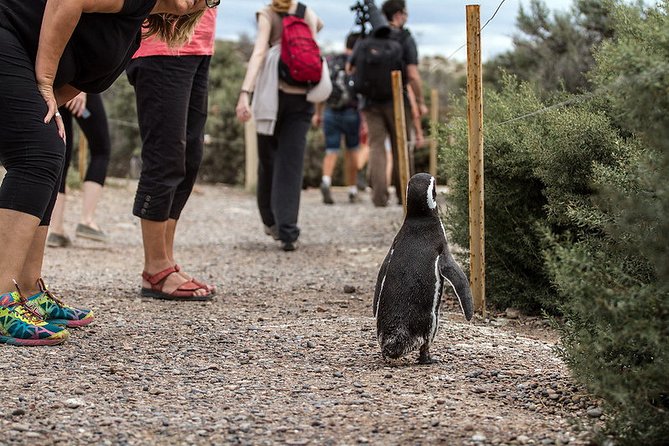 Private Tour Discovering Punta Tombo Penguin Reserve From Puerto Madryn - A Detailed Look at the Punta Tombo Private Tour