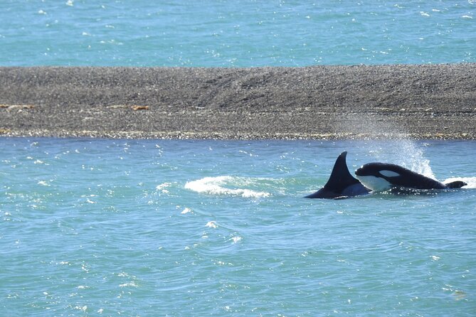 Orcas Private Tour Puerto Madryn Caleta Valdes or Punta Norte - Why This Tour Offers Good Value