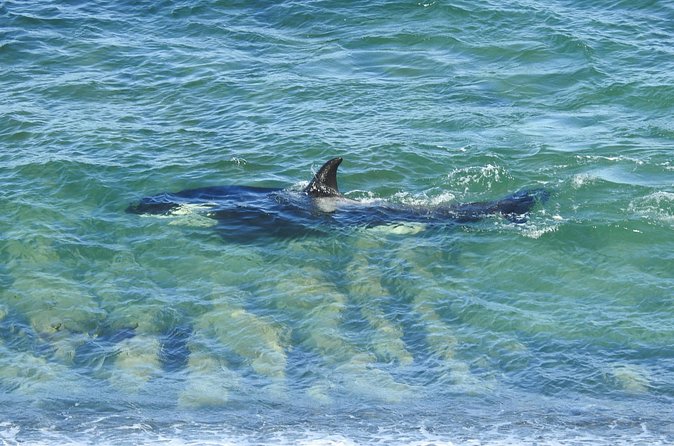 Orcas Private Tour Puerto Madryn Caleta Valdes or Punta Norte - The Sum Up