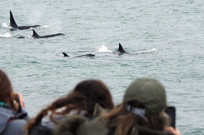 Orcas Private Tour Puerto Madryn Caleta Valdes or Punta Norte - FAQs