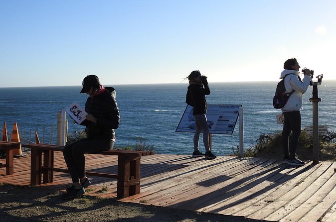 Orcas Private Tour Puerto Madryn Caleta Valdes or Punta Norte - Who Will Love This Tour?