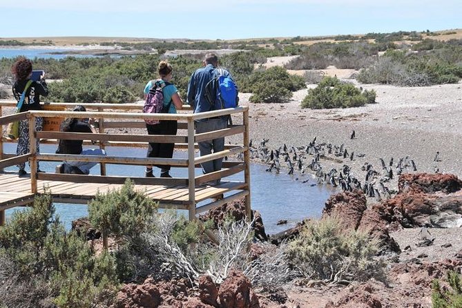 Shore Excursion Punta Tombo cruise passengers Puerto Madryn - The Itinerary: What to Expect from the Tour