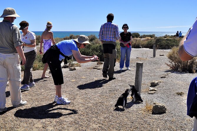 Shore Excursion Punta Tombo cruise passengers Puerto Madryn - The Experience on the Ground