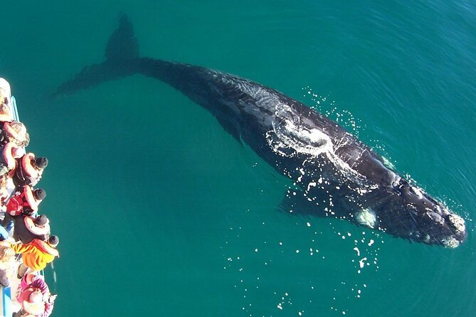Full Day Whale Watching From Puerto Madryn - A Deep Dive into the Tour Experience