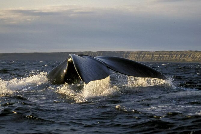 Full Day Whale Watching From Puerto Madryn - Why This Tour Offers Great Value