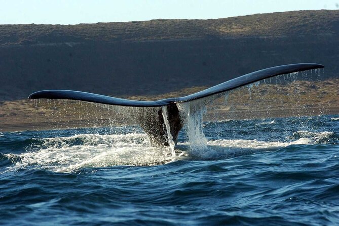 Full Day Whale Watching From Puerto Madryn - Who Should Consider This Tour?