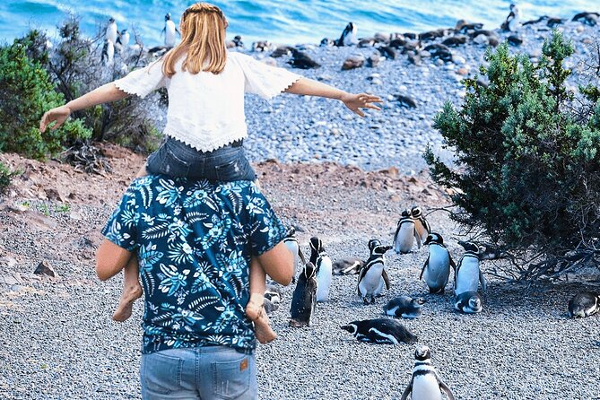 Punta Tombo for Cruises Walk among Penguins - The Details of the Punta Tombo Tour
