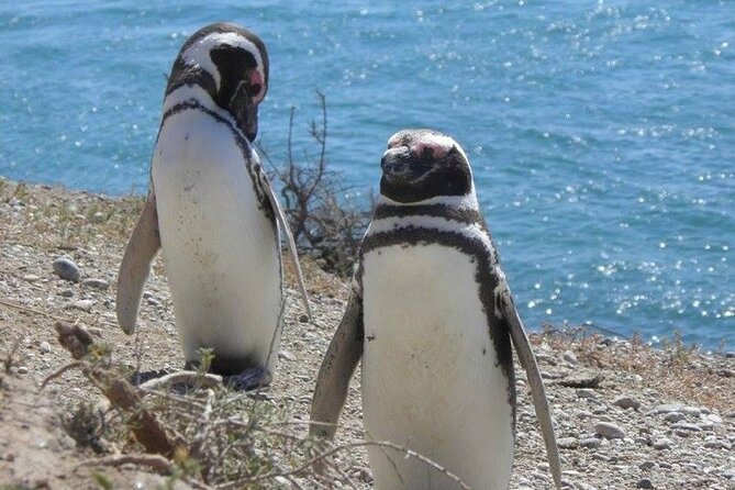 Punta Tombo for Cruises Walk among Penguins - FAQ