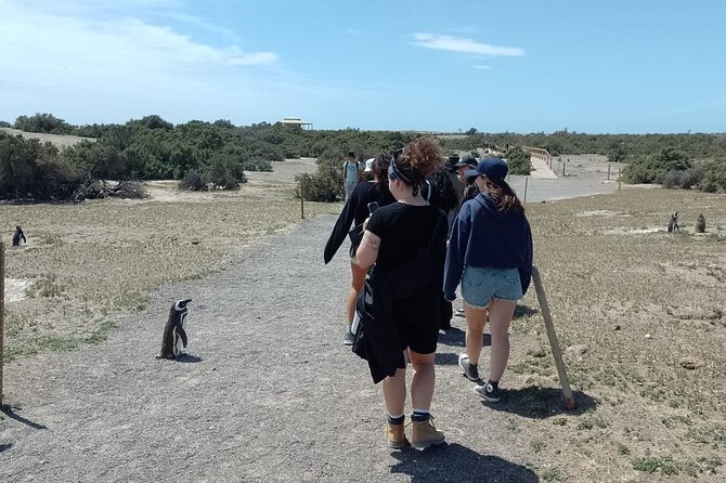 Full-day excursion to Punta Tombo Natural Penguin Park - A Close Look at the Itinerary and Experiences