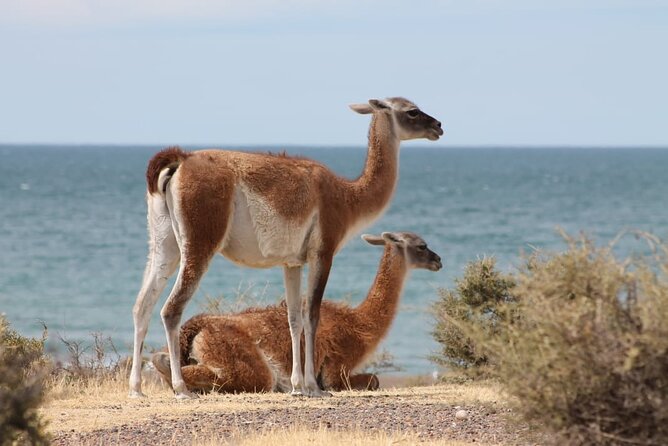 Full-day excursion to Punta Tombo Natural Penguin Park - FAQ