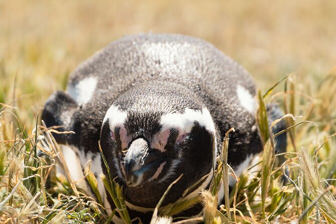 Guided Visit to Punta Tombo for Cruises Includes Snack - The Sum Up