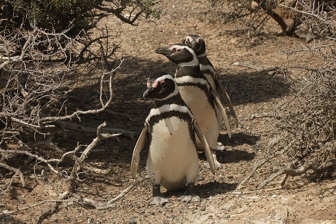 Guided Visit to Punta Tombo for Cruises Includes Snack - Exploring the Punta Tombo Guided Tour