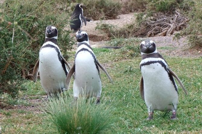 Guided Visit to Punta Tombo for Cruises Includes Snack - Who Should Book This Tour?